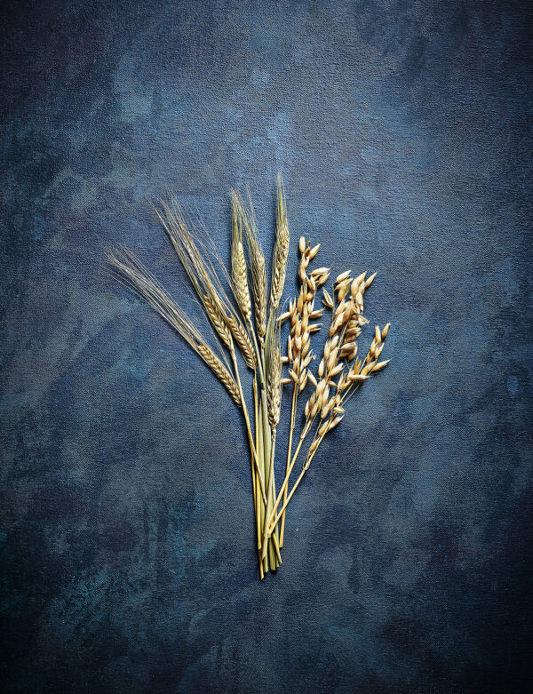 Food photography for print showing a wheat grain against a blue background for Waitrose Magazine.